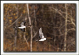 HARLE COURONN, femelle  /  HOODED MERGANSER, female   _MG_1026a