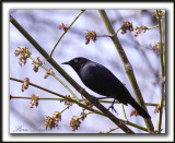 QUISCALE ROUILLEUX -  RUSTY BLACKBIRD    _MG_2959 a   -  Marais Provencher