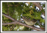 ROITELET  COURONNE RUBIS   /   RUBY-CROWNED  KINGLET   -  COUCOU...    _MG_3220 a