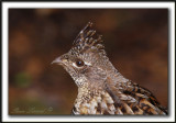 GLINOTTE HUPPE,  ( Perdrix )   /    RUFFED GROUSE    _MG_4345 a