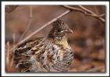 GLINOTTE HUPPE,  ( Perdrix )   /    RUFFED GROUSE    _MG_4464 a