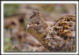 GLINOTTE HUPPE,  ( Perdrix )   /    RUFFED GROUSE    _MG_4484 a
