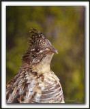 GLINOTTE HUPPE,  ( Perdrix )   /    RUFFED GROUSE    _MG_4584 a