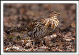 GLINOTTE HUPPE,  ( Perdrix )   /    RUFFED GROUSE    _MG_4656 a