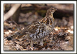 GLINOTTE HUPPE,  ( Perdrix )   /    RUFFED GROUSE    _MG_4663 a