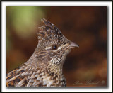 GLINOTTE HUPPE,  ( Perdrix )   /    RUFFED GROUSE    _MG_4341 a