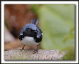 PARULINE BLEUE  /  BLACK-THROATED BLUE WARBLER    _MG_6187 a