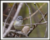 VIRO  TTE BLEUE    /    SOLITARY VIREO    _MG_6731 a