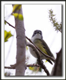 VIRO  TTE BLEUE    /    SOLITARY VIREO    _MG_6755 a