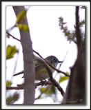 VIRO  TTE BLEUE    /    SOLITARY VIREO    _MG_6760 a