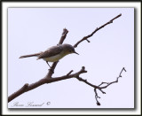 GOBEMOUCHERON GRIS BLEU    /     BLUE-GRAY GNATCATCHER    _MG_6611 a
