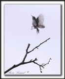 GOBEMOUCHERON GRIS BLEU    /     BLUE-GRAY GNATCATCHER    _MG_6624 a