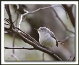 GOBEMOUCHERON GRIS BLEU    /     BLUE-GRAY GNATCATCHER    _MG_6561 aaa