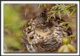 GLINOTTE HUPPE,  ( Perdrix )   /    RUFFED GROUSE    _MG_4873 a