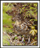 GLINOTTE HUPPE,  ( Perdrix )   /    RUFFED GROUSE    _MG_4877 a