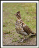 GLINOTTE HUPPE,  ( Perdrix )   /    RUFFED GROUSE    _MG_4926 a