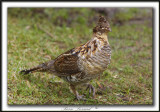 GLINOTTE HUPPE,  ( Perdrix )   /    RUFFED GROUSE    _MG_4953 a