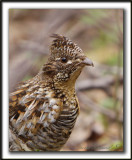 GLINOTTE HUPPE,  ( Perdrix )   /    RUFFED GROUSE    _MG_4997 a