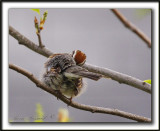 BRUANT FAMILIER  /  CHIPPING SPARROW   _MG_5278 a