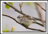 BRUANT FAMILIER  /  CHIPPING SPARROW   _MG_5281 a