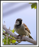 MOINEAU DOMESTIQUE, mle   /   HOUSE SPARROW, male     _MG_5187 aa