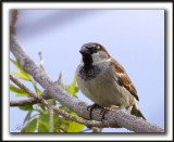 MOINEAU DOMESTIQUE, mle   /   HOUSE SPARROW, male     _MG_5190 a