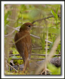 GRIVE FAUVE   /    VEERY     _MG_7629 a