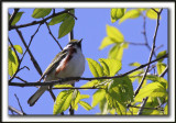 PARULINE  FLANCS MARRON /  CHESTNUT-SIDED WARBLER     _MG_9251 a