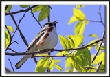 PARULINE  FLANCS MARRON /  CHESTNUT-SIDED WARBLER     _MG_9265 a