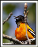 ORIOLE DE BALTIMORE   /    BALTIMORE ORIOLE    _MG_0097 a   -   CROP