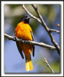 ORIOLE DE BALTIMORE   /    BALTIMORE ORIOLE    _MG_0101 a