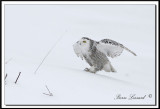 _MG_4377a .jpg  -  HARFANG DES NEIGES  /  SNOWY OWL