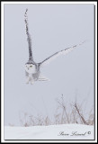 HARFANG DES NEIGES  -  SNOWY OWL   _MG_4412aaa.jpg