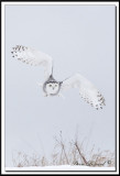 _MG_4413aa .jpg  -  HARFANG DES NEIGES / SNOWY  OWL