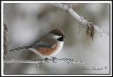 MSANGE  TTE BRUNE  /   BROWN CAPPED CHICKADEE     _MG_3627 +50hits.jpg