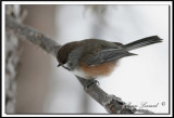 _MG_3692.jpg   Msange  tte brune - Brown capped chickadee