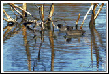 IMG_6509.jpg  -  FOULQUE DAMRIQUE  /  AMERICAN COOT