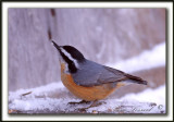 SITTELLE  POITRINE ROUSSE  /  RED-BREASTED NUTHATCH    _MG_3656