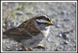 IMG_9643.jpg  -   BRUANT  GORGE BL ANCHE /  WHITE-THROATED SPARROW