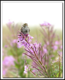 IMG_9869.jpg  -  BRUANT DES PRS / SAVANNAH SPARROW