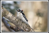 PIC MINEUR mle / DOWNY WOODPECKER male    _MG_2021a