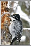 PIC   DOS RAY mle / STRIPE-BACKED WOODPECKER male    _MG_3337 .jpg