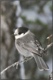 MSANGEAI DU CANADA - CANADA JAY     _MG_3872.jpg