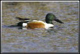 CANARD SOUCHET -  NORTHERN SHOVELER  male   _MG_6619