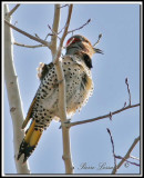 _MG_6704.jpg -  PIC FLAMBOYANT / NORTHERN FLICKER