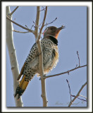 _MG_6714.jpg -  PIC FLAMBOYANT / NORTHERN FLICKER