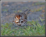 BRUANT CHANTEUR / SONG SPARROW_MG_7984a .jpg