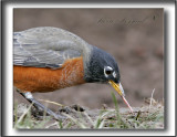 _MG_1800a jpg  -  MERLE DAMERIQUE  -  ROBIN   Cest le dner - Lunch time