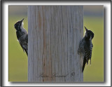  PIC   DOS RAY jeune mle et femelle / STRIPE-BACKED WOODPECKER male and female immature    _MG_1546a.jpg
