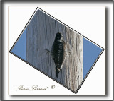 _MG_1564.jpg  -  PIC   DOS RAY jeune mle / STRIPE-BACKED WOODPECKER male immature